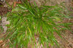 Openflower rosette grass